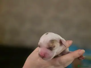 Cocker Spaniel dogs Cocker Spaniels due around 28/2/26 - Advert 5