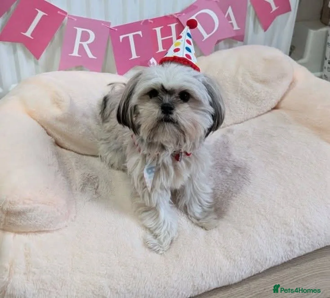 Mixed Breed dogs for sale: La-pom  pups , one boy still available  - Advert 24