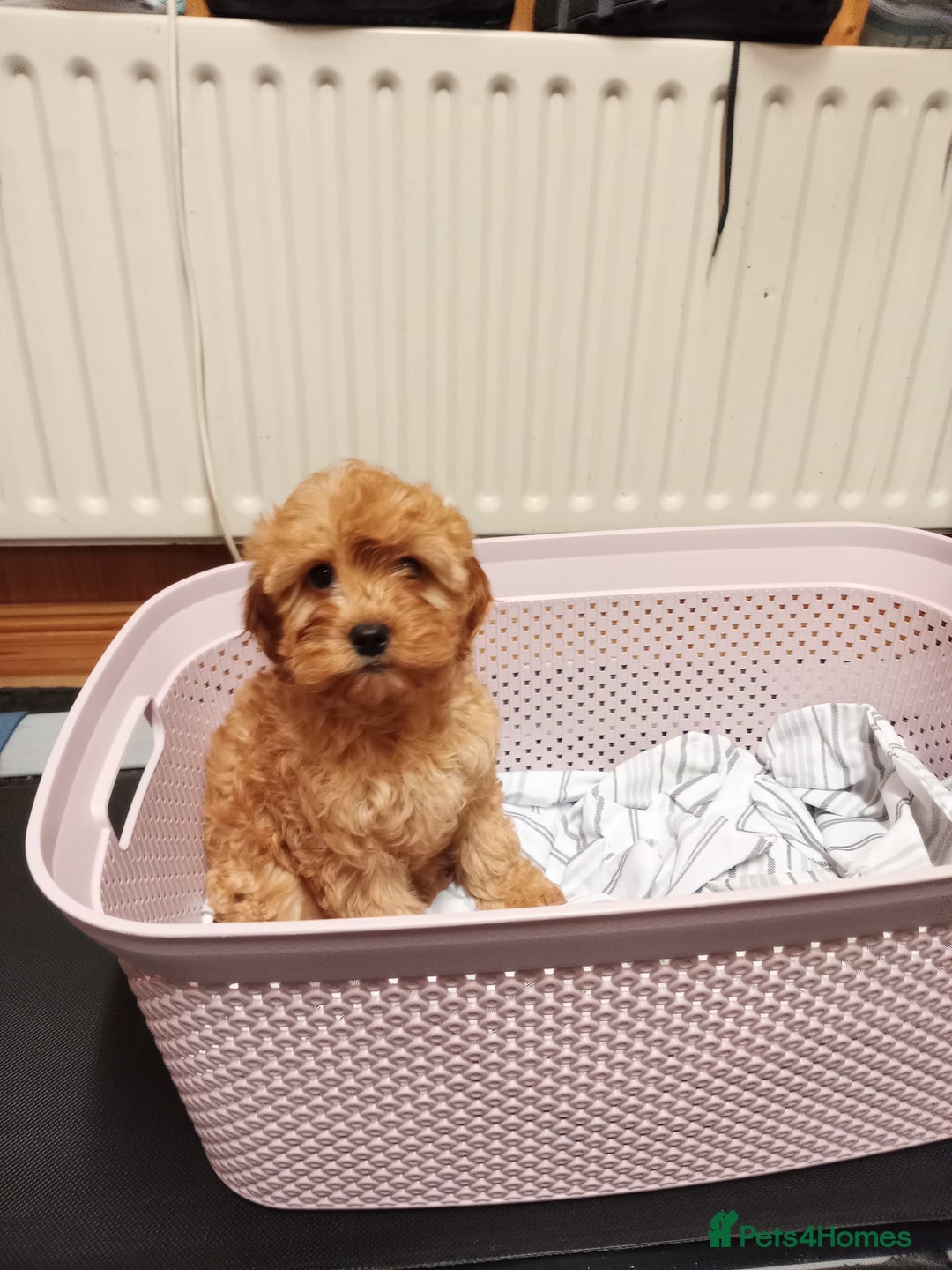 Cavapoo dogs for sale: Cavapoo  - Advert 8