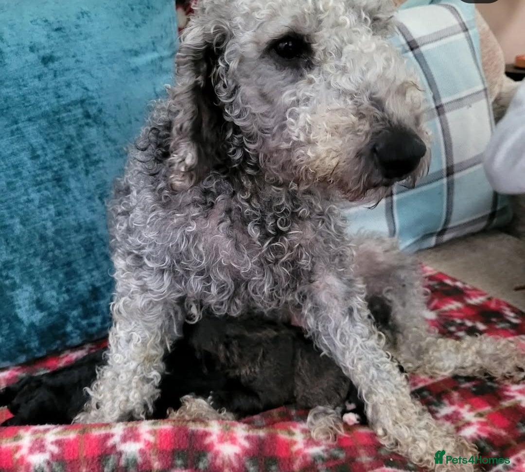 Mixed Breed dogs for sale: Bedlington x  - Image 3