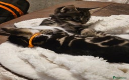 Mixed Breed cats for sale: Friendly Kittens. - Image 12