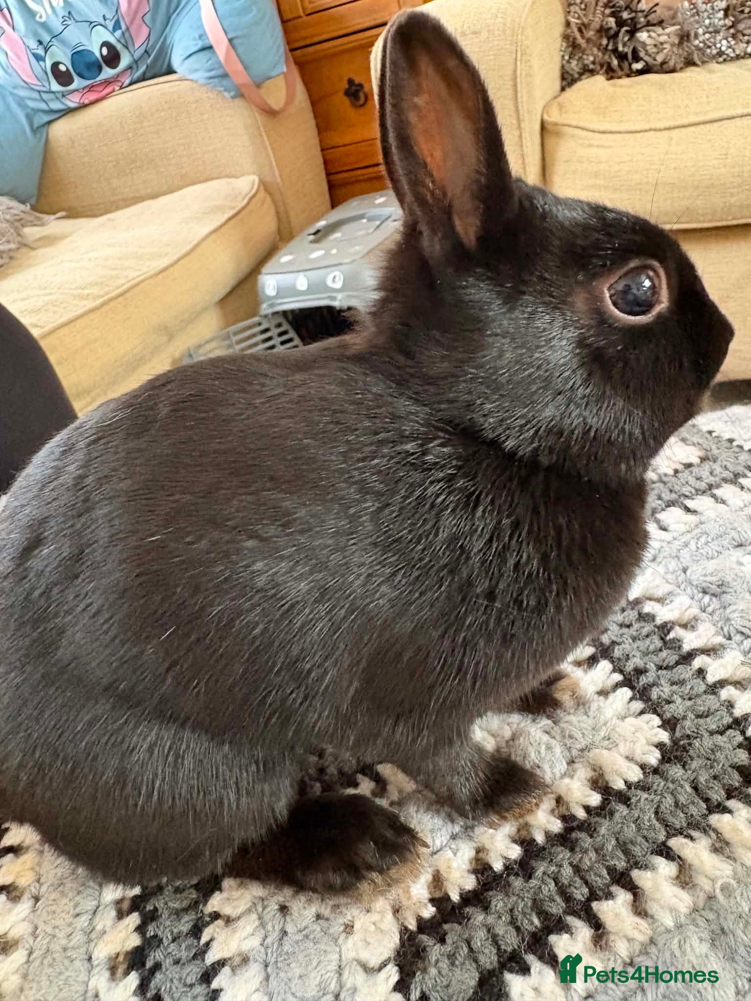 Netherland Dwarf rabbits Baby rabbits  - Advert 8