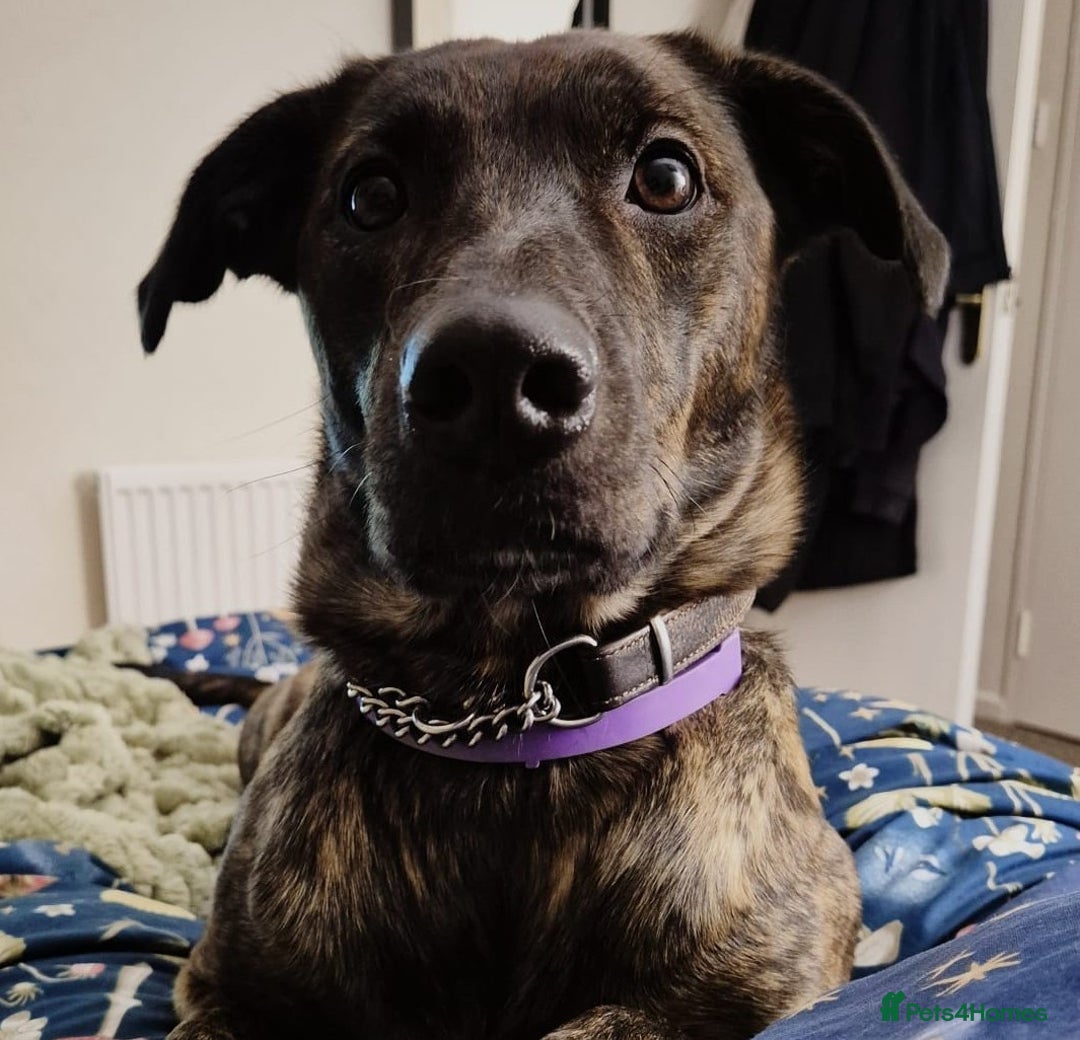 Lurcher dogs for sale: Adorable Young Lady called Mabel - Advert 3