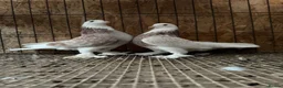 Pigeons birds for sale: FANCY WEST OF ENGLAND TUMBLERS  - Advert 16
