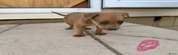 Mixed Breed dogs for sale: Puppies Ready to go the 31st - Advert 16