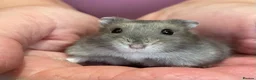 Hamster rodents for sale: Baby Winter White Russian hamsters (pure bred). - Advert 4