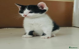 British Shorthair cats for sale: Beautiful kittens  - Image 6