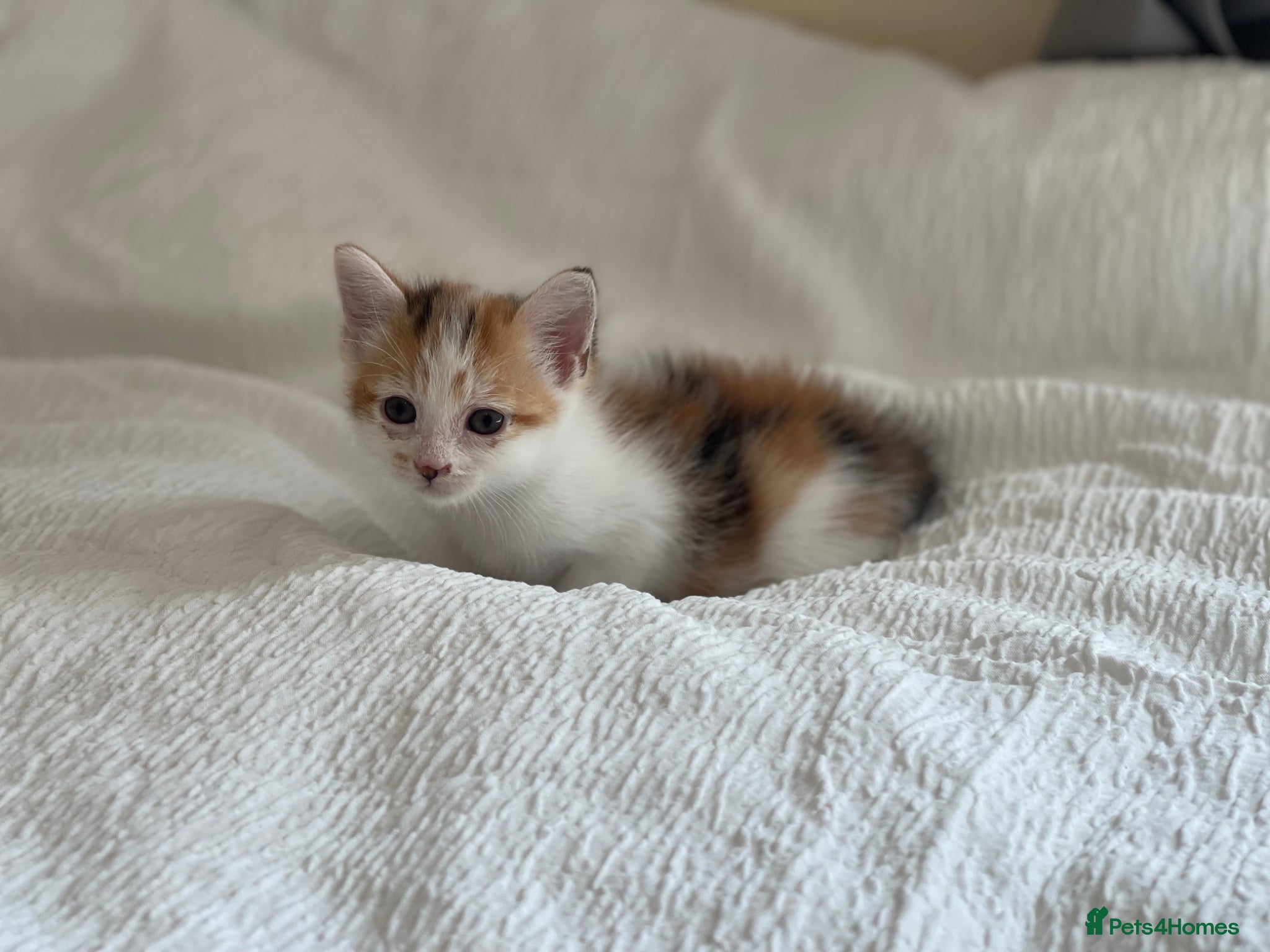 Turkish Angora cats Half Turkish Angora kittens - Advert 3