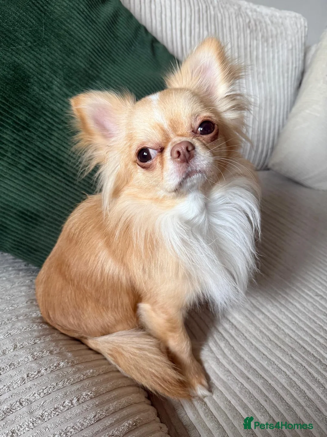 Chihuahua dogs for stud: Male chihuahua for stud in Basildon - Advert 2