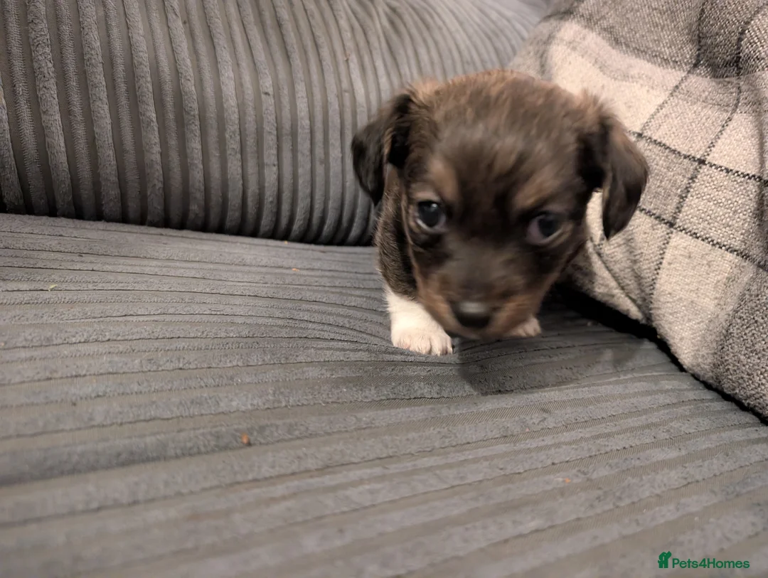 Mixed Breed dogs for sale: Beautiful small mixed breed puppies for sale - Advert 13
