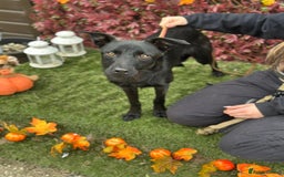 Mixed Breed dogs for adoption: Loki  - Image 1