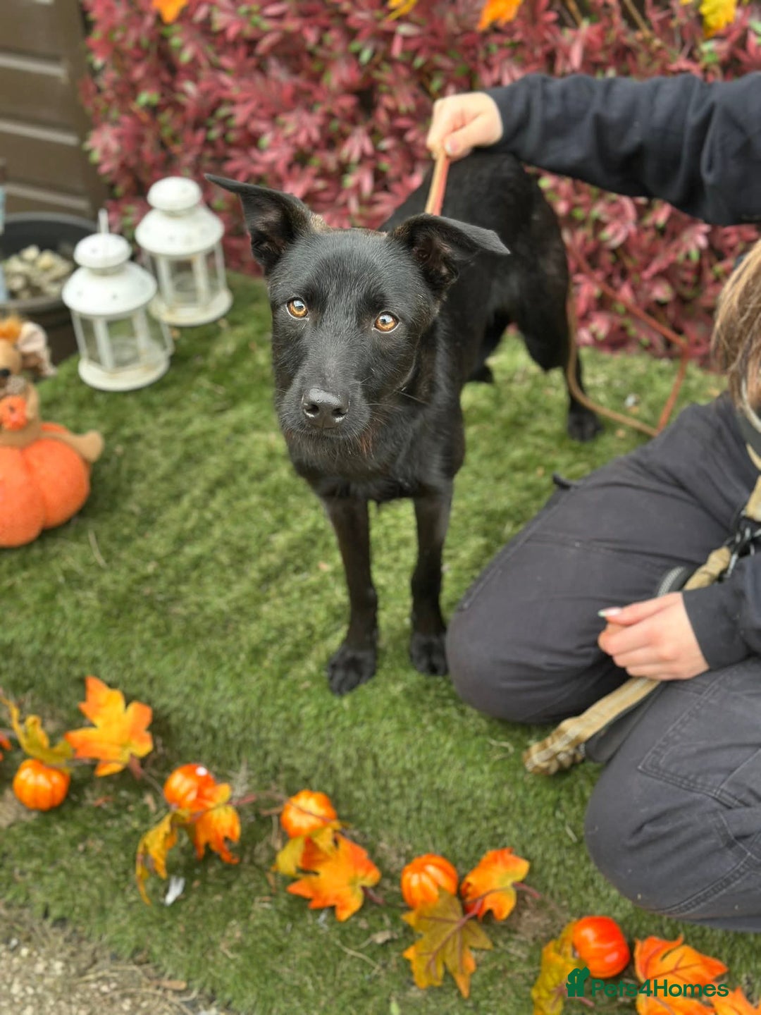 Mixed Breed dogs for adoption: Loki  - Image 1