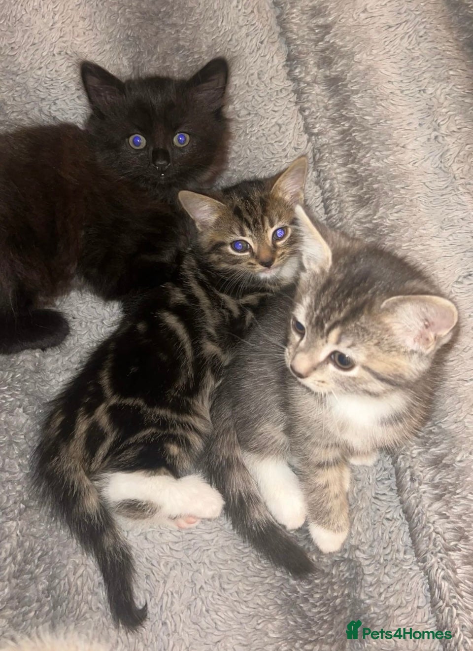 Mixed Breed cats 3 beautiful Bengal X British shorthair kittens - Advert 2