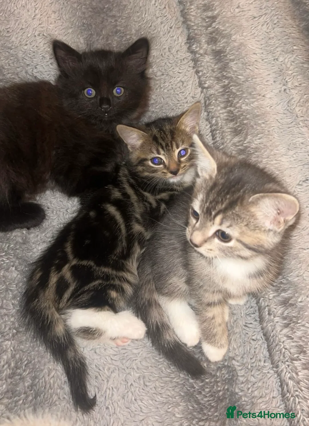 Mixed Breed cats for sale: 3 beautiful Bengal X British shorthair kittens - Advert 2