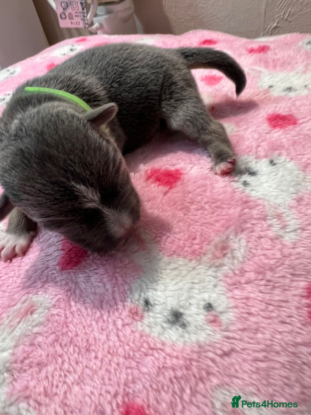 Jack Russell dogs for sale: Jack Russell puppies. - Image 4
