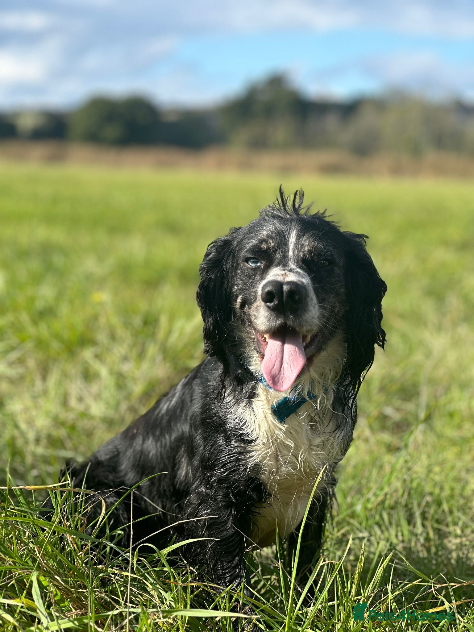 Cocker Spaniel dogs Murial Worker Cocker - Advert 4