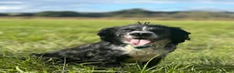 Cocker Spaniel dogs for sale: Murial Worker Cocker in Worcester - Advert 1