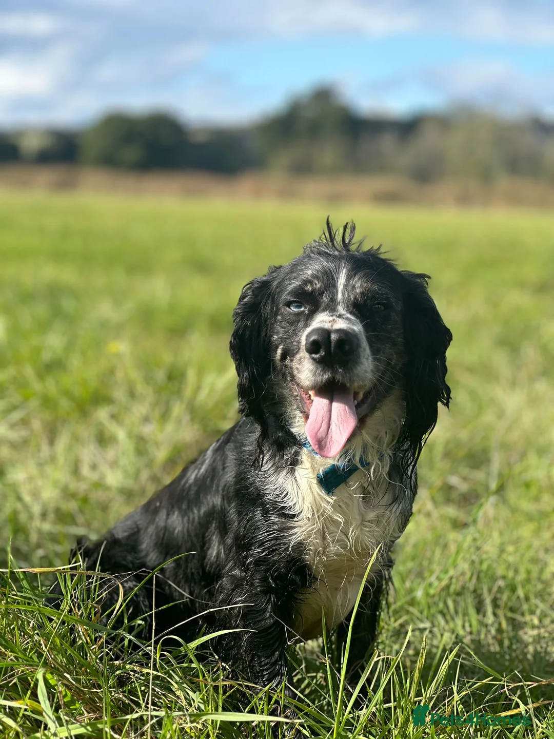 Cocker Spaniel dogs for sale: Murial Worker Cocker in Worcester - Advert 1