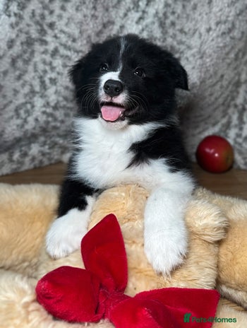 Border Collie dogs - Advert 2