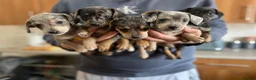 Mixed Breed dogs for sale: Miniature dachshund x Bichon puppies  - Advert 3