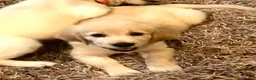 Golden Retriever dogs for sale: Championship lines puppies-ready now - Advert 30