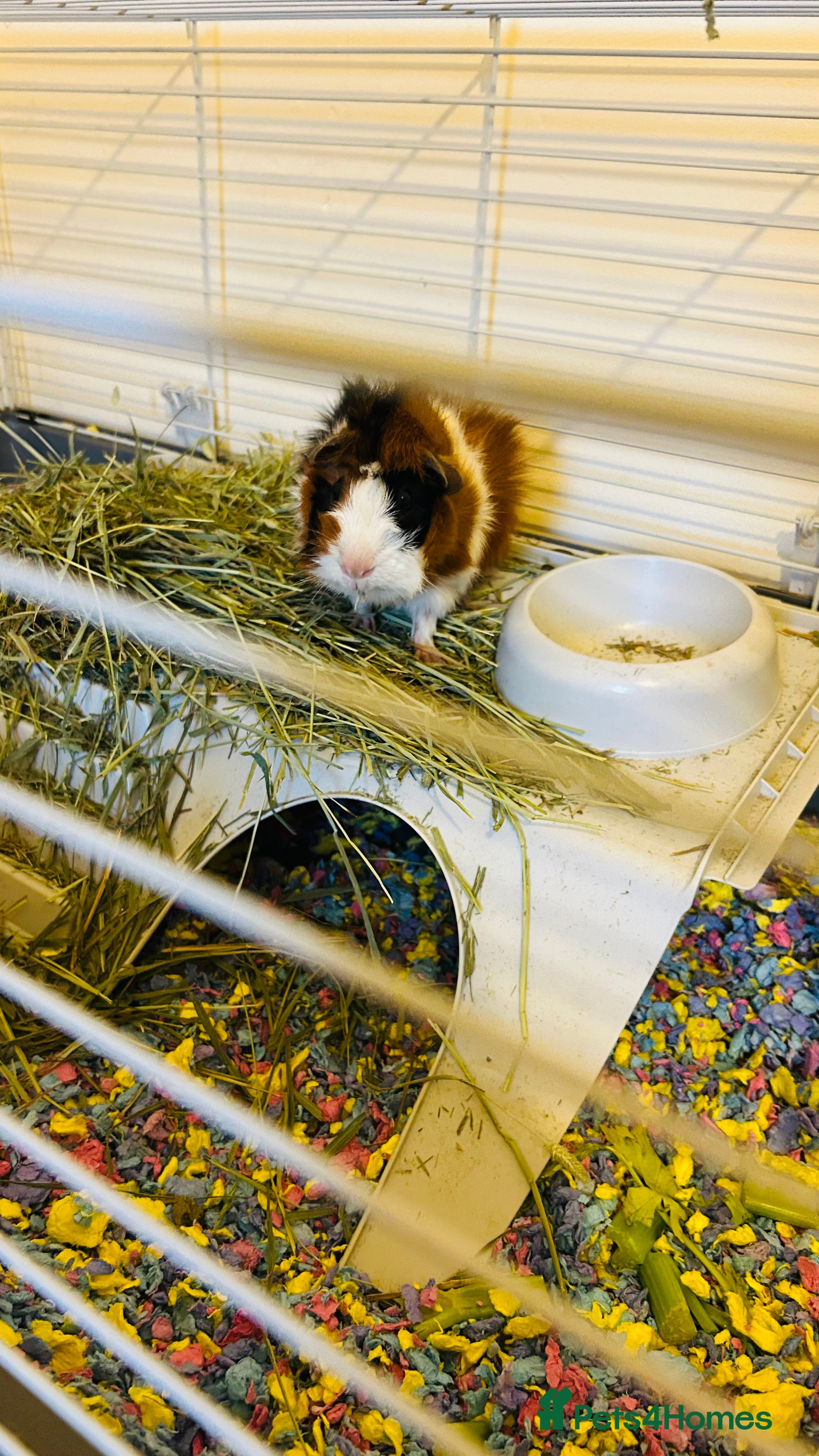 Guinea Pig rodents Two boars need a home - Advert 1