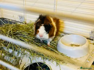 Guinea Pig rodents Two boars need a home - Advert 22