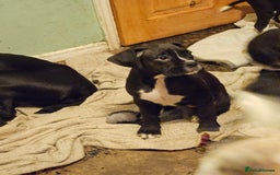 Boxer dogs for sale: READY NOW Kc reg sealed brindle fully vac  - Image 4