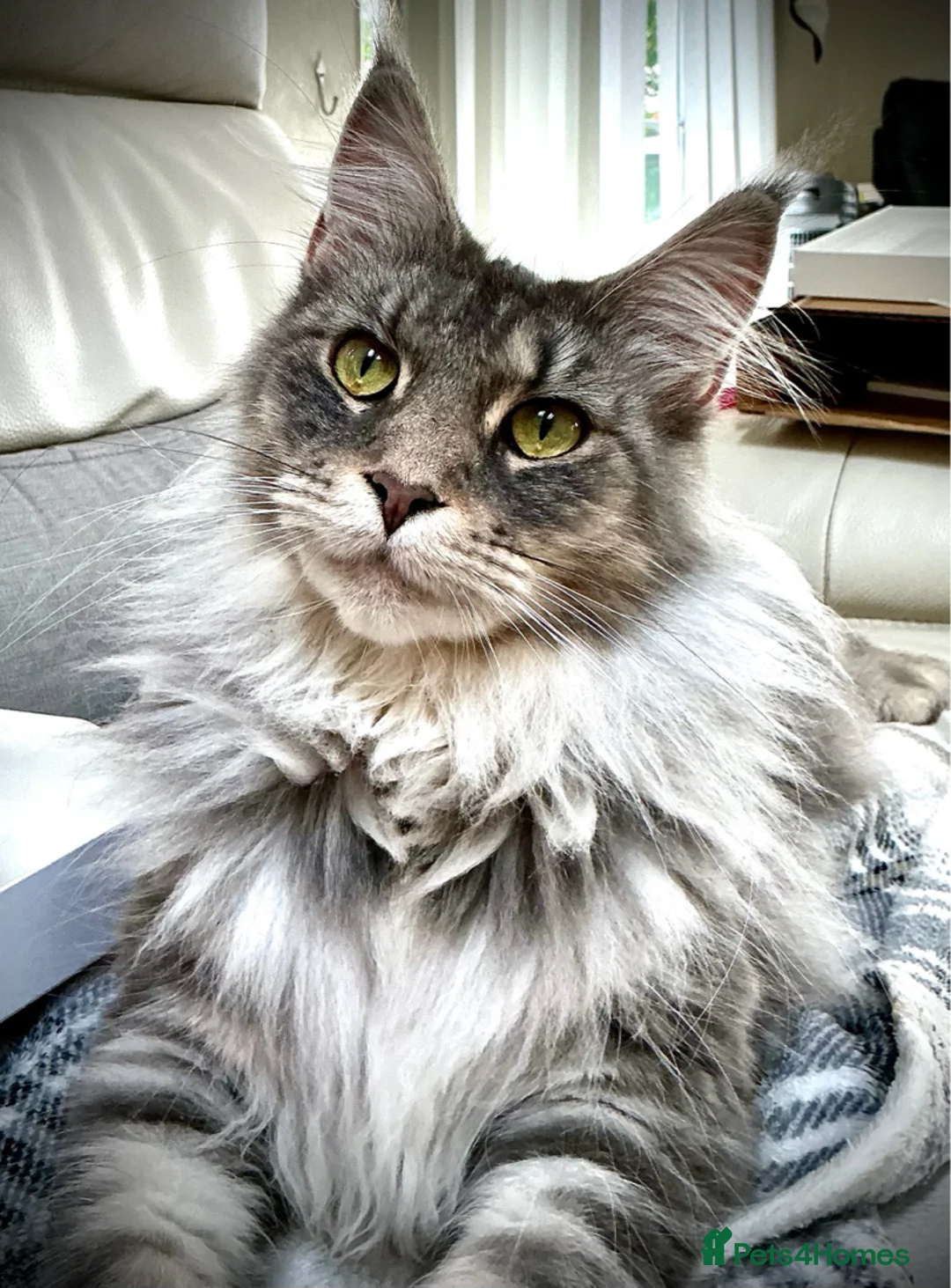 Maine Coon cats for sale: Pedigree maine coon kitten Honey - Advert 10