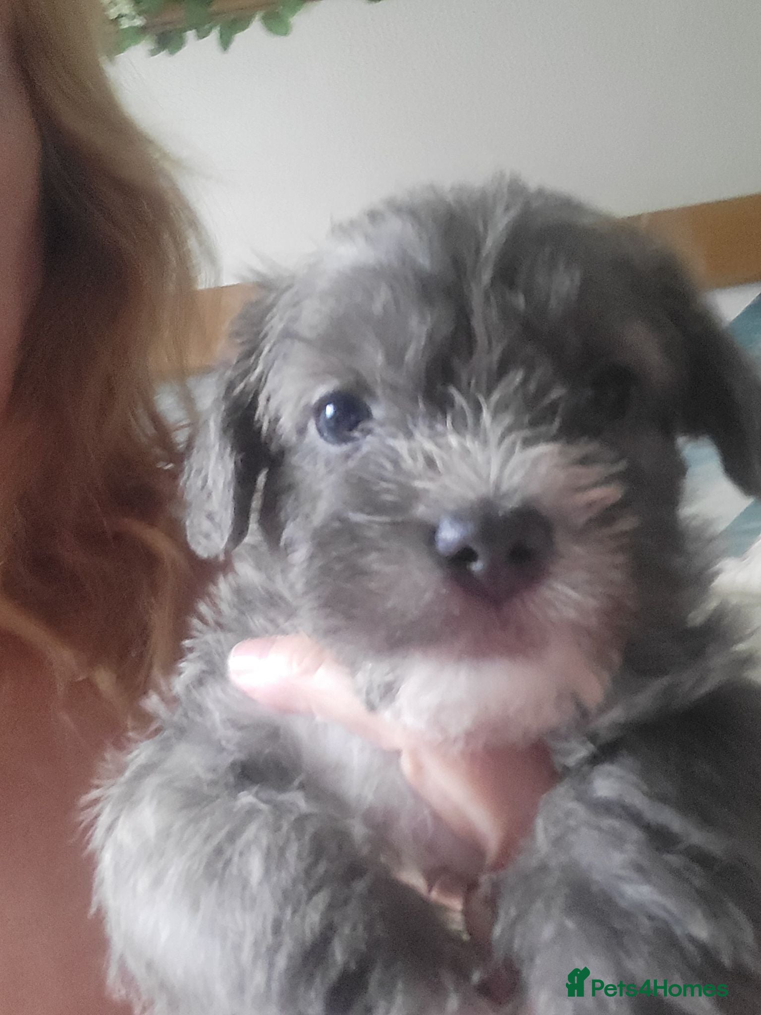 Mixed Breed dogs Maltese frenchie miniture poodle  - Advert 8
