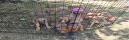 Lurcher dogs for sale: Lurcher pups  in Sturminster Newton - Advert 6