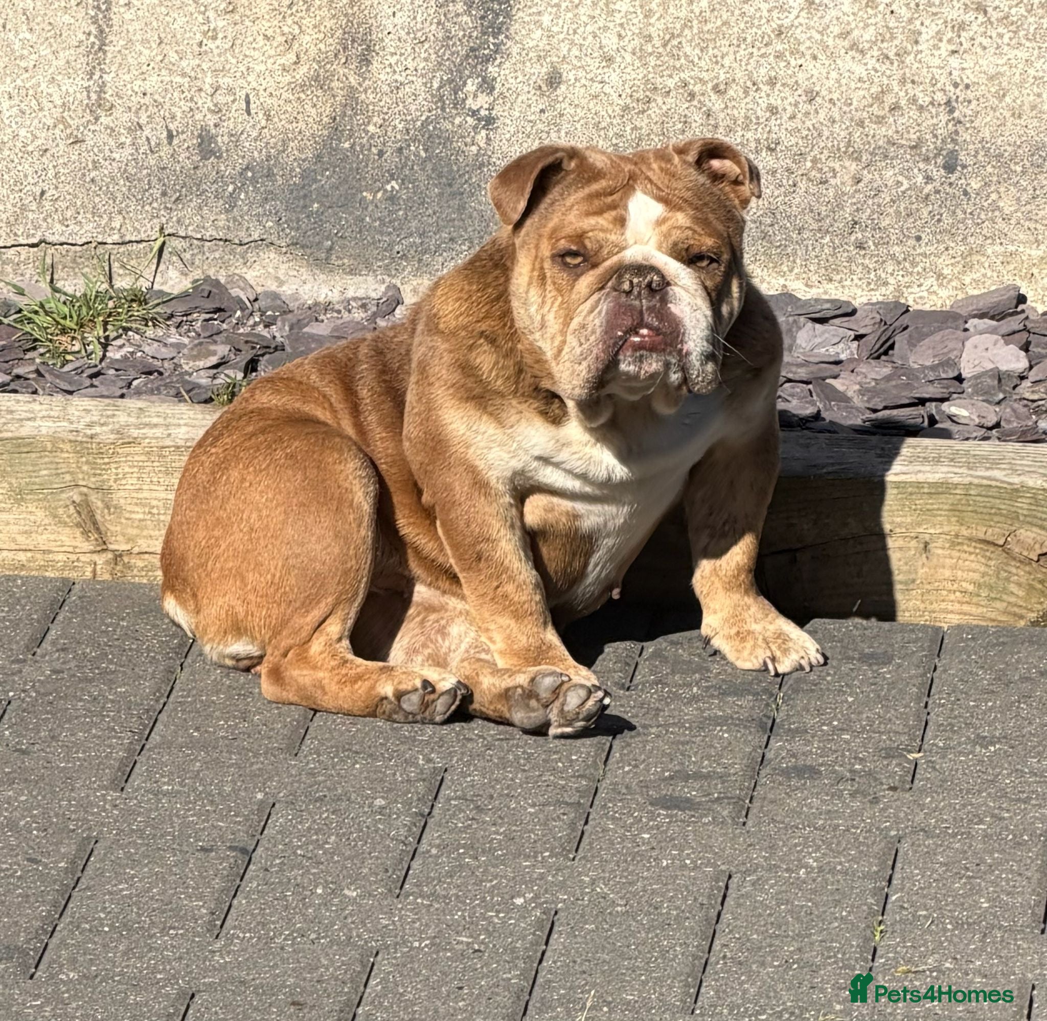 English Bulldog dogs Dolly & Nelly  - Advert 14