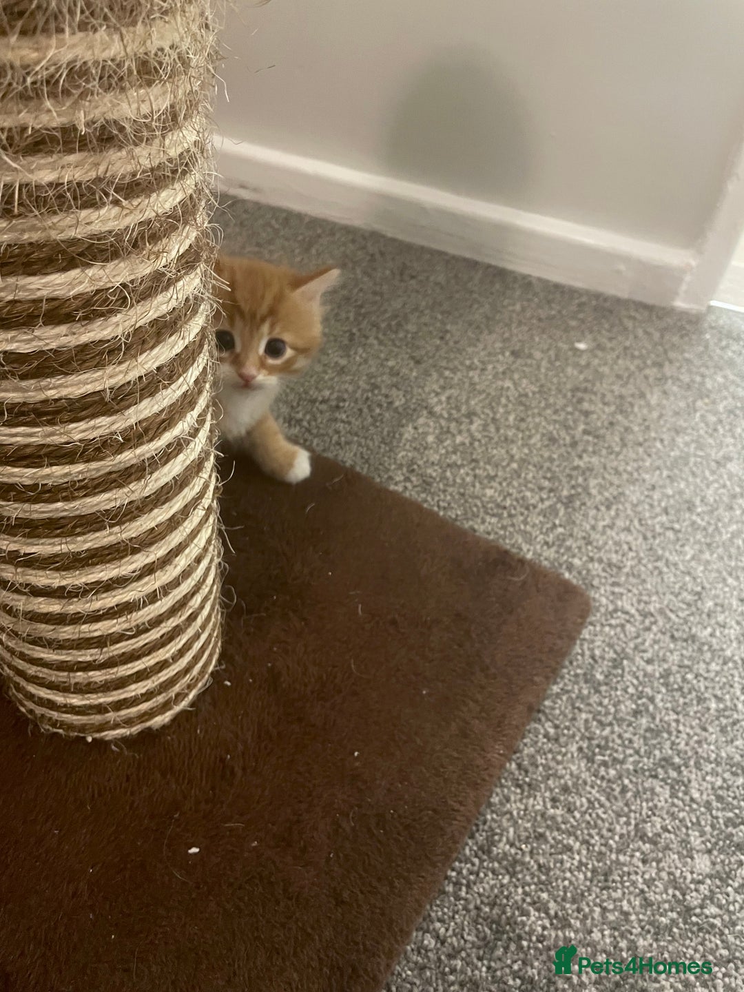 British Longhair cats for sale: Ginger kitten  - Advert 2