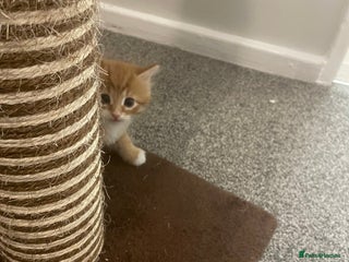 British Longhair cats Litter of five - Advert 2