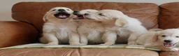 Golden Retriever dogs for sale: Quality Health Tested KC Golden Retrievers - Advert 14