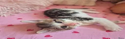 Mixed Breed cats for sale: Tabby boys - Advert 4