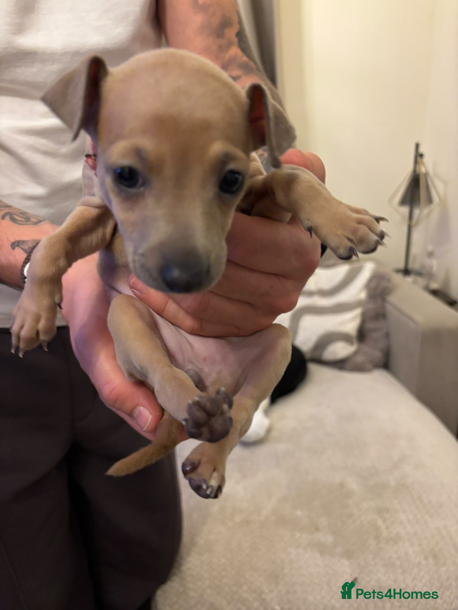 Italian Greyhound dogs 🐾 KC Registered Italian Greyhound Puppies 🐾 - Advert 2