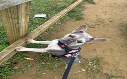 French Bulldog dogs for sale: Lilac French Bulldog - Image 2