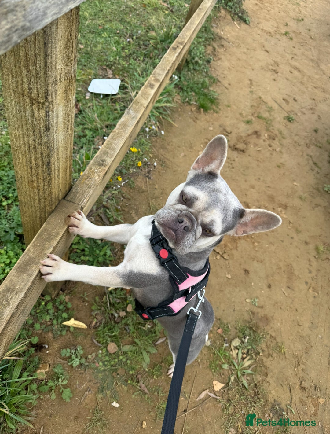 French Bulldog dogs for sale: Lilac French Bulldog - Image 2