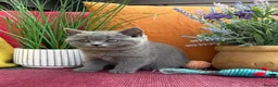 British Shorthair cats for sale: British Shorthairs**READY NOW** - Advert 15