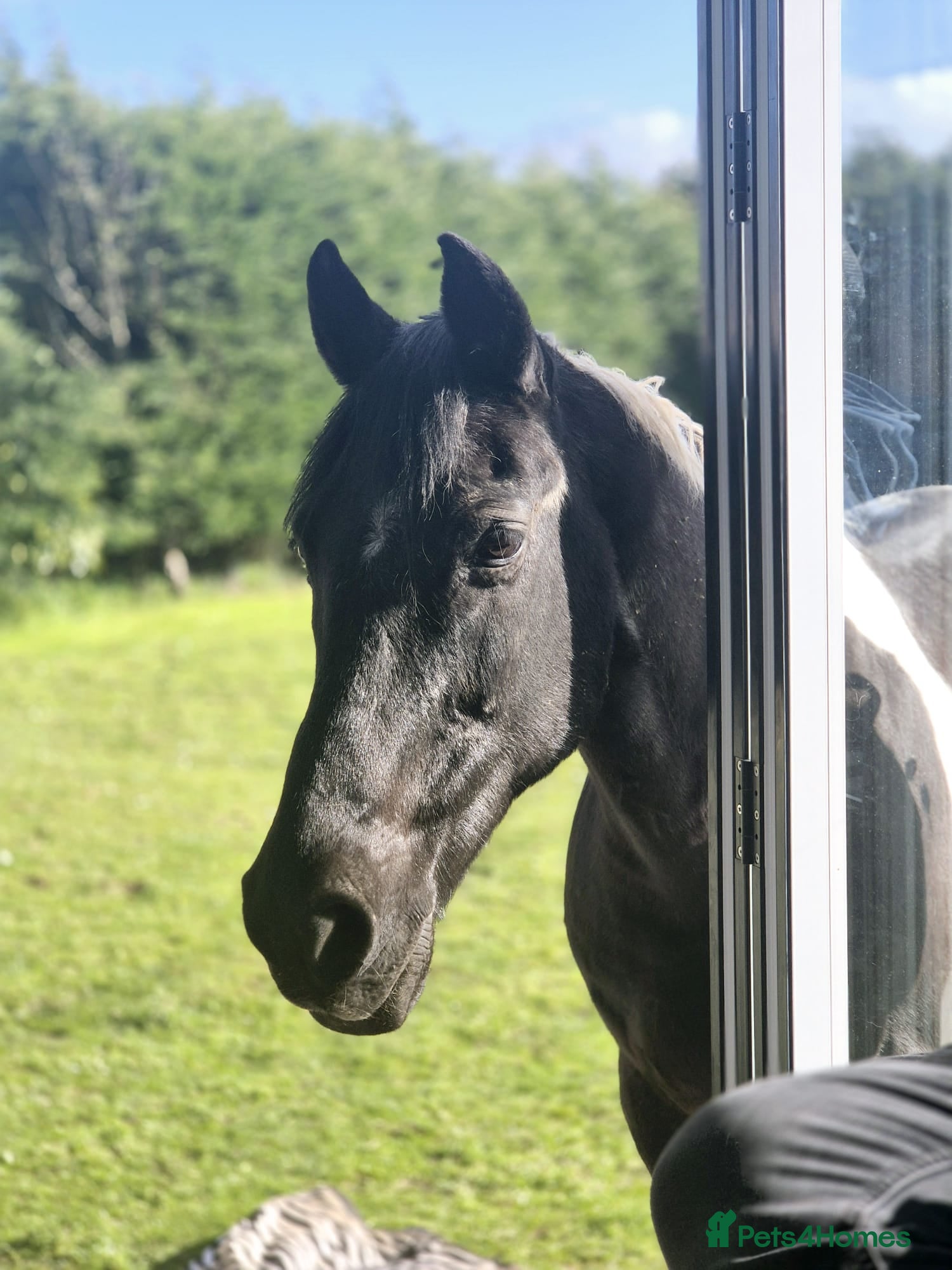 Other Breed horses Piebald gelding - Advert 8