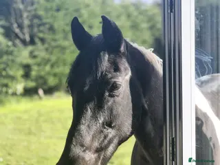 Other Breed horses Piebald gelding - Advert 8