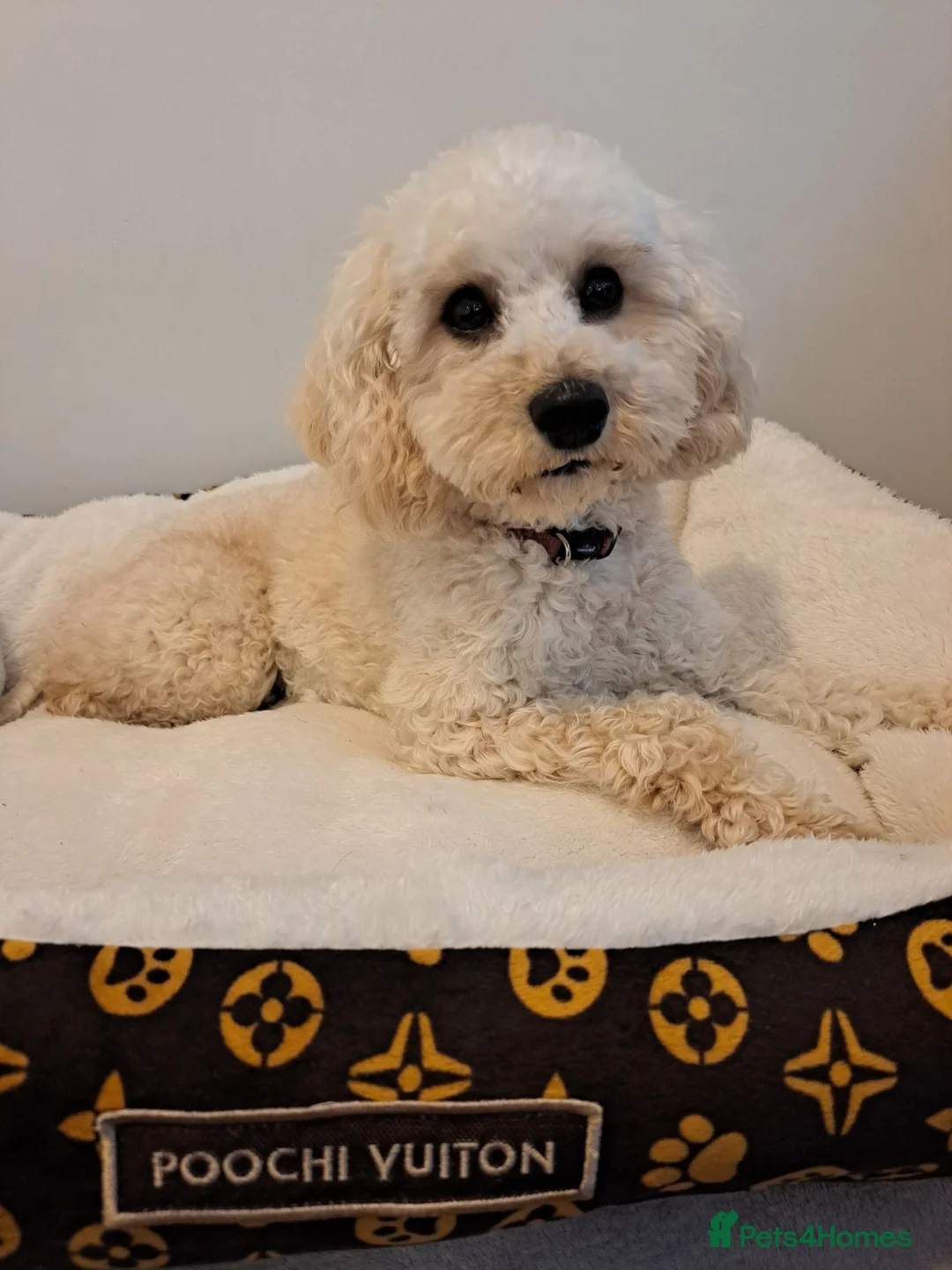 Cavapoochon dogs for sale: 🐾 Gorgeous Cavapoochon Puppies 🐾 - Advert 2