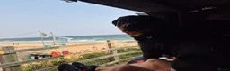 Rottweiler dogs for sale: 5* Rottweiler Puppies  in Wadebridge - Advert 5