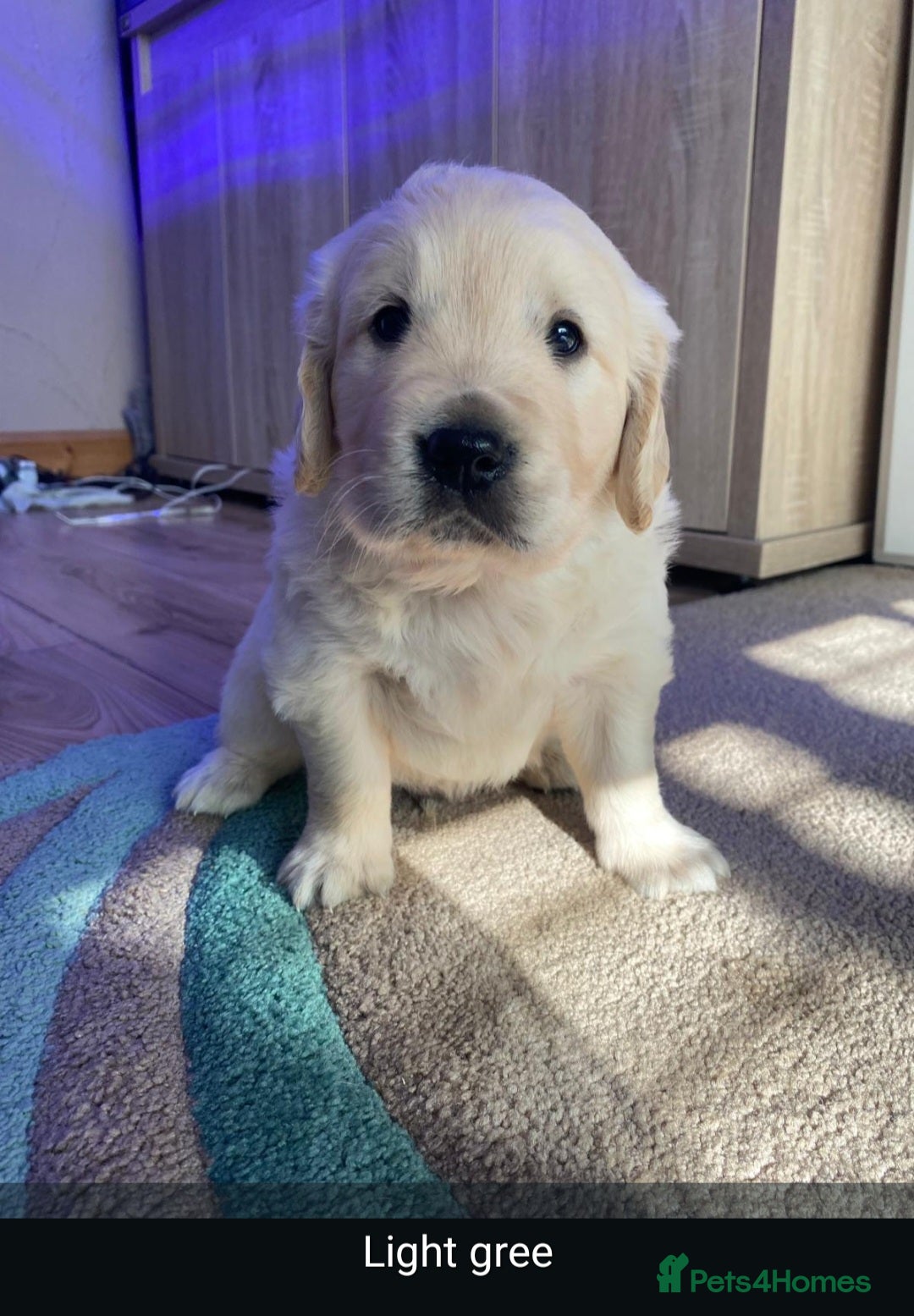 Golden Retriever dogs for sale: Gorgeous KC registered golden retriever puppys - Image 16