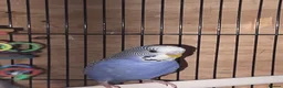 Budgerigars birds for sale: Lutino, Miniature and Exhibition Budgies - Advert 4