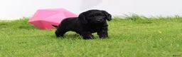 Cockapoo dogs for sale: Beautiful Cockapoo puppies for sale  - Advert 12