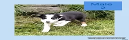 Border Collie dogs for sale: Border collie puppies  - Advert 8