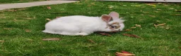 Mixed Breed rabbits for sale: Pair of male sibling mixed breed rabbits  - Advert 9