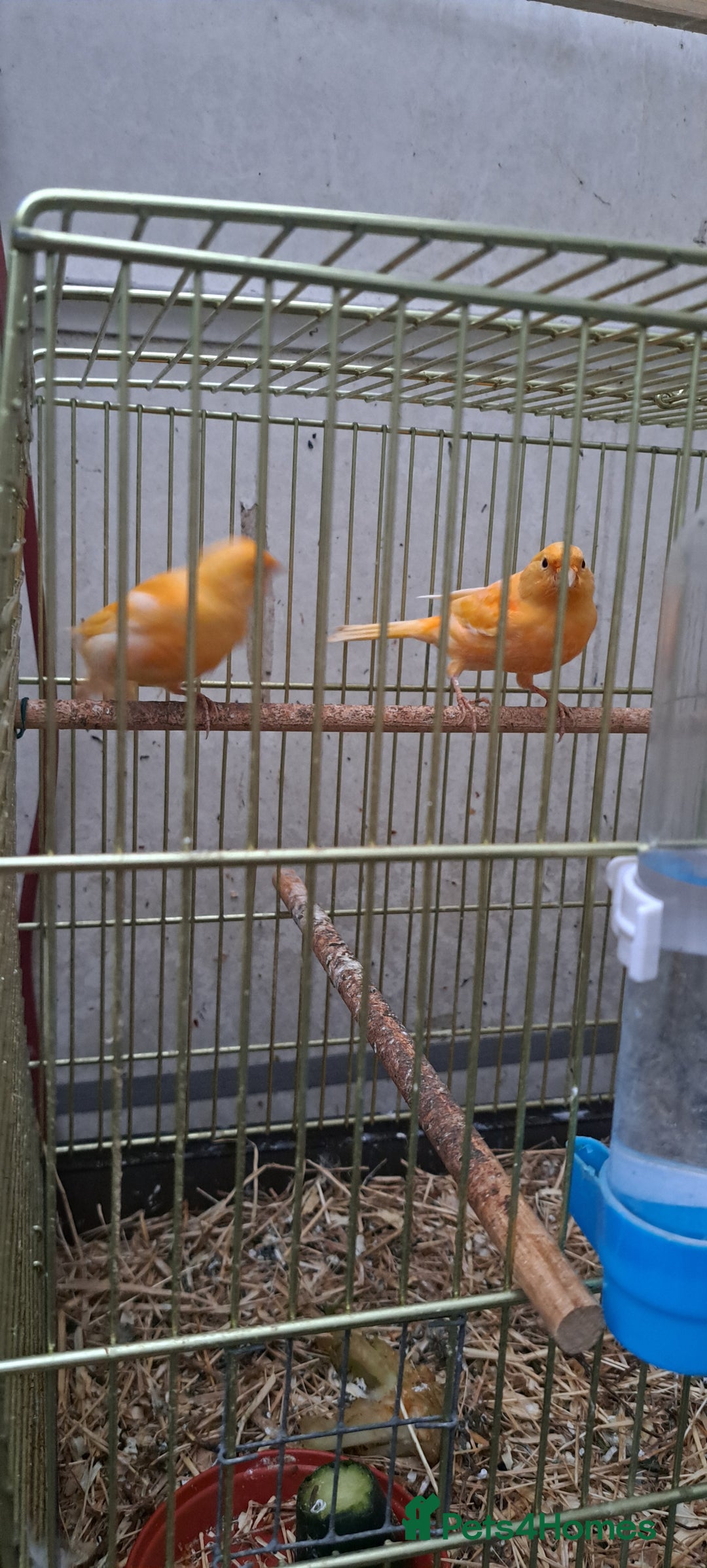 Canaries birds for sale: Canaries  - Image 9